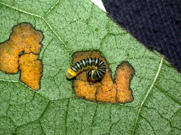 Pteronymia inania 3rd instar, KRW-96