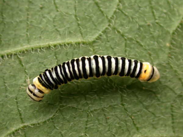 Pteronymia inania 4th instar, KRW-96