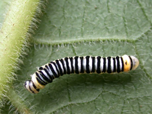 Pteronymia inania 4th instar, KRW-96