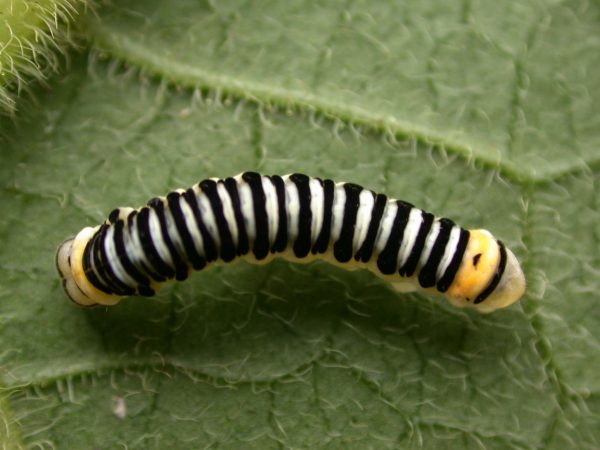 Pteronymia inania 4th instar, KRW-96