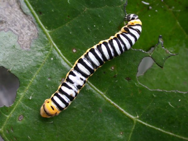 Pteronymia inania 5th instar, KRW-28