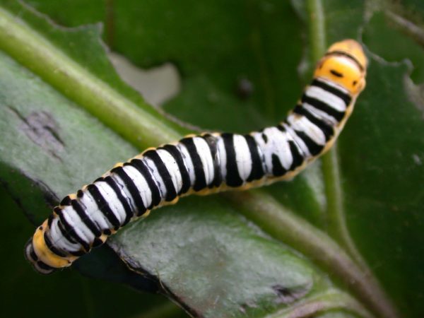 Pteronymia inania 5th instar, KRW-28