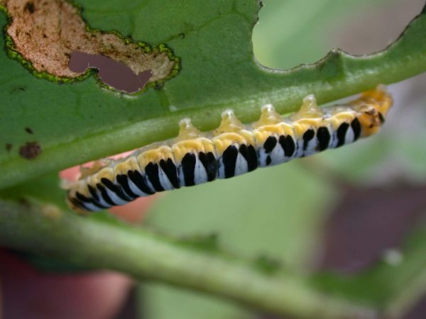 Pteronymia inania 5th instar, KRW-28
