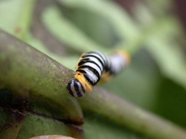 Pteronymia inania 5th instar, KRW-28