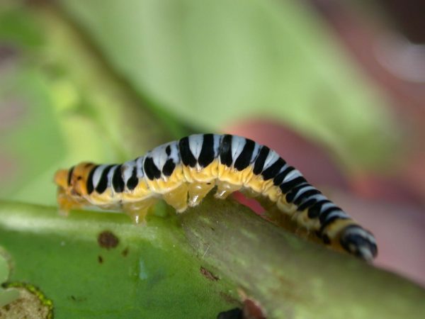 Pteronymia inania 5th instar, KRW-28