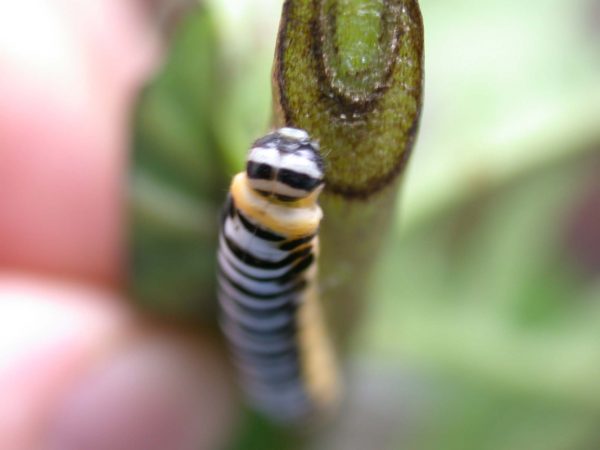 Pteronymia inania 5th instar, KRW-28