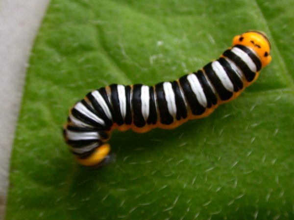 Pteronymia inania 5th instar, KRW-30