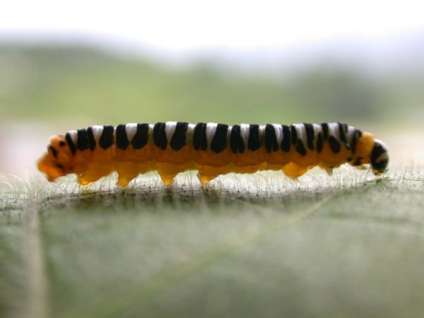 Pteronymia inania 5th instar, KRW-30