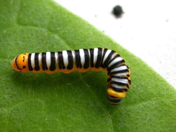 Pteronymia inania 5th instar, KRW-30