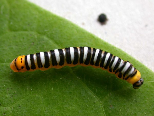 Pteronymia inania 5th instar, KRW-30