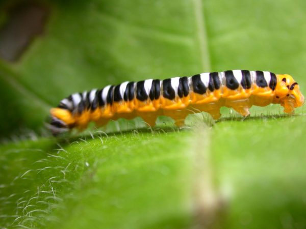 Pteronymia inania 5th instar, KRW-30