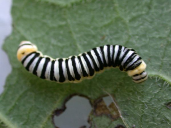 Pteronymia inania 5th instar, KRW-96