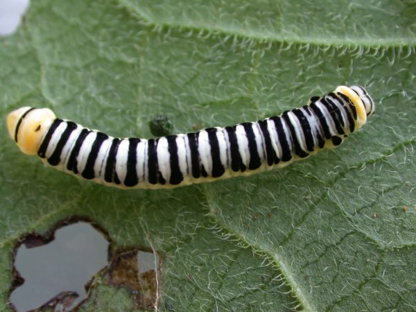 Pteronymia inania 5th instar, KRW-96