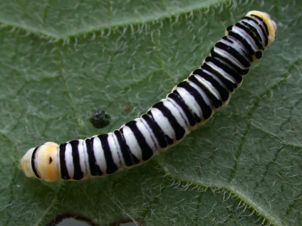 Pteronymia inania 5th instar, KRW-96