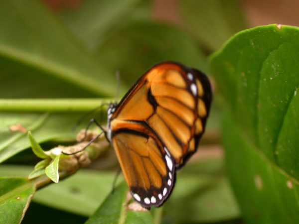 Pteronymia inania adult, KRW-096