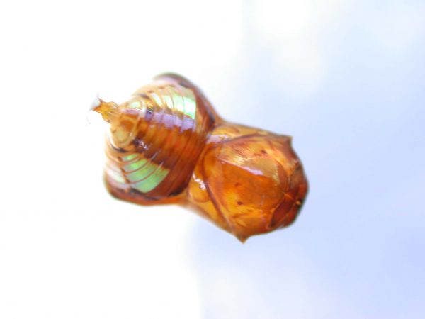 Pteronymia inania pupa, KRW-96