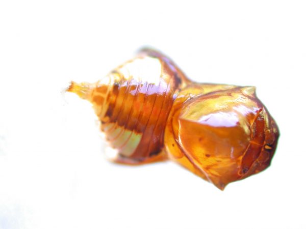 Pteronymia inania pupa, KRW-96