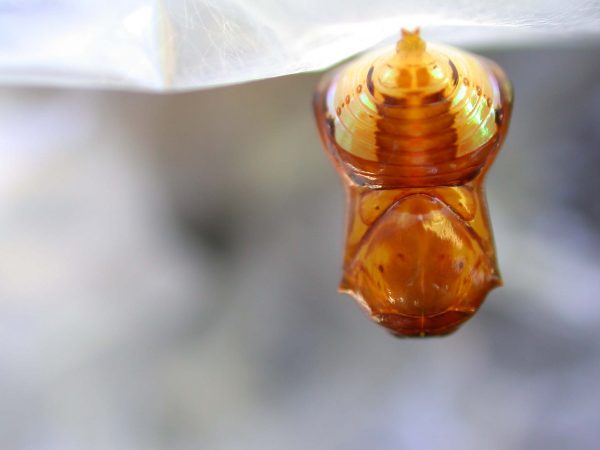 Pteronymia inania pupa, KRW-96