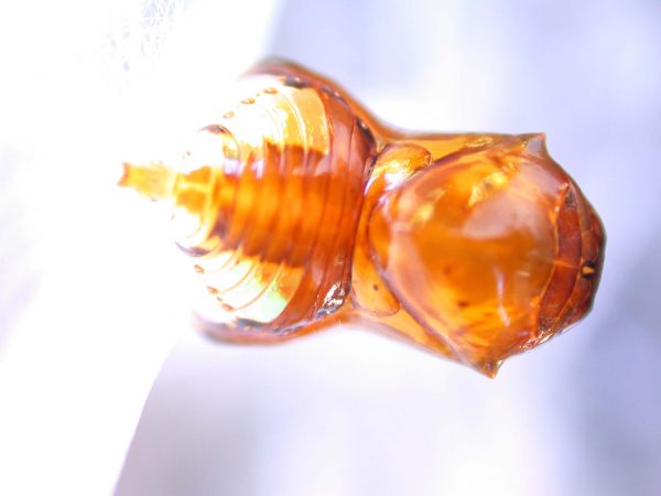 Pteronymia inania pupa, KRW-96