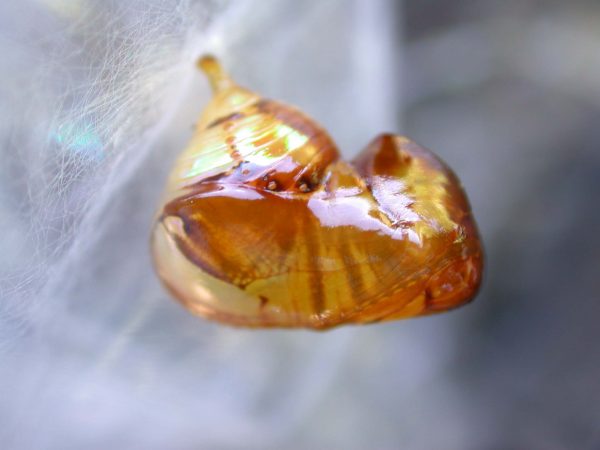 Pteronymia inania pupa, KRW-96