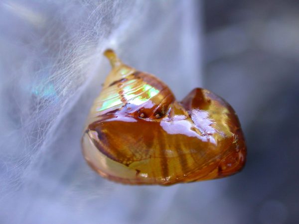 Pteronymia inania pupa, KRW-96