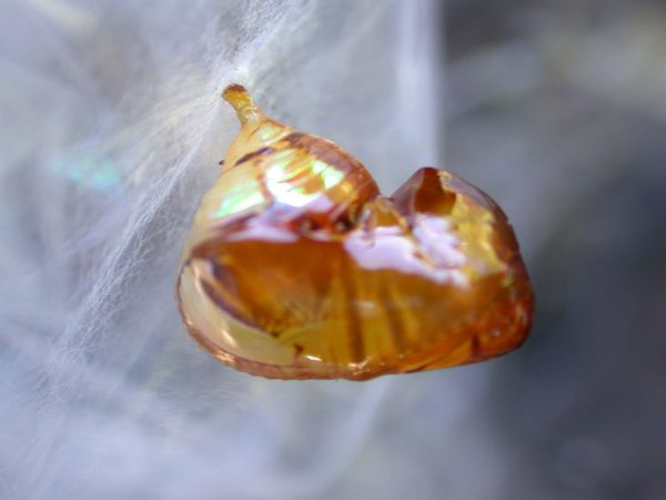 Pteronymia inania pupa, KRW-96