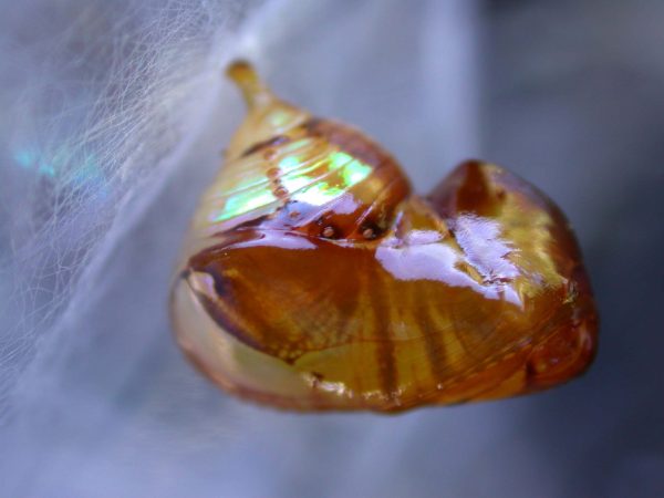 Pteronymia inania pupa, KRW-96