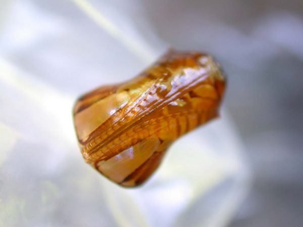 Pteronymia inania pupa, KRW-96