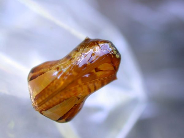 Pteronymia inania pupa, KRW-96