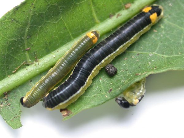 Pteronymia oneida 4th instar or 5th instar, KRW-91