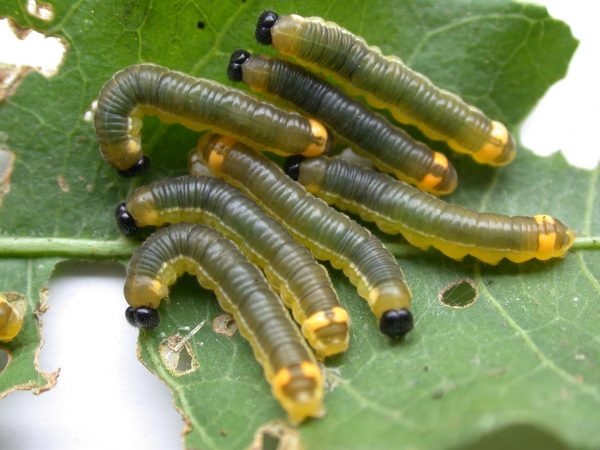 Pteronymia oneida 4th instar, KRW-90