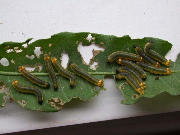 Pteronymia oneida 4th instar, KRW-90