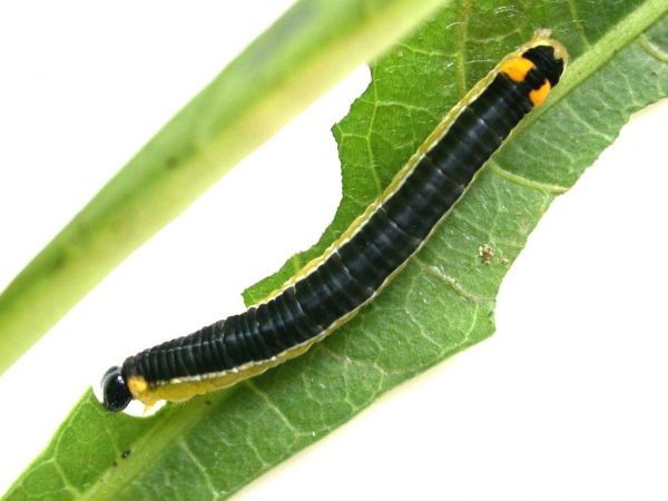 Pteronymia oneida 5th instar, KRW-91