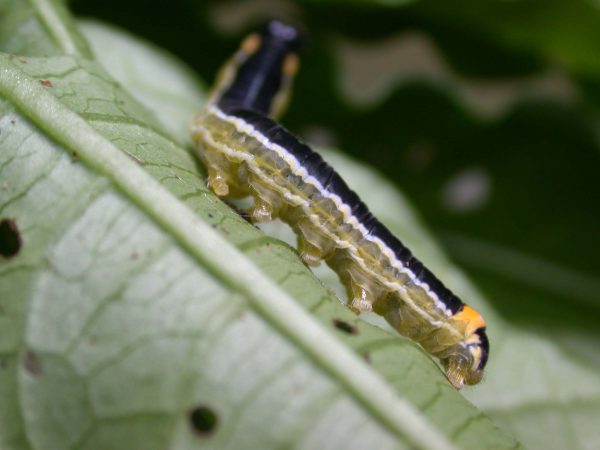 Pteronymia oneida 5th instar, KRW-91