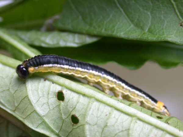 Pteronymia oneida 5th instar, KRW-91