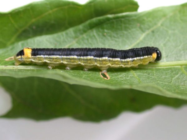 Pteronymia oneida 5th instar, KRW-91