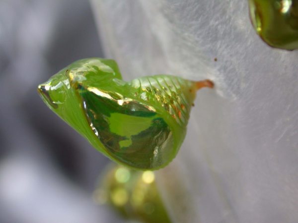 Pteronymia oneida pupa, KRW-90
