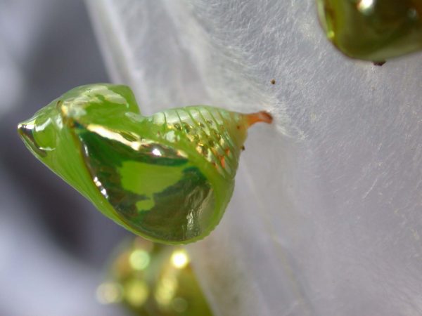 Pteronymia oneida pupa, KRW-90