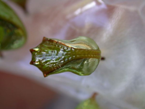 Pteronymia oneida pupa, KRW-90