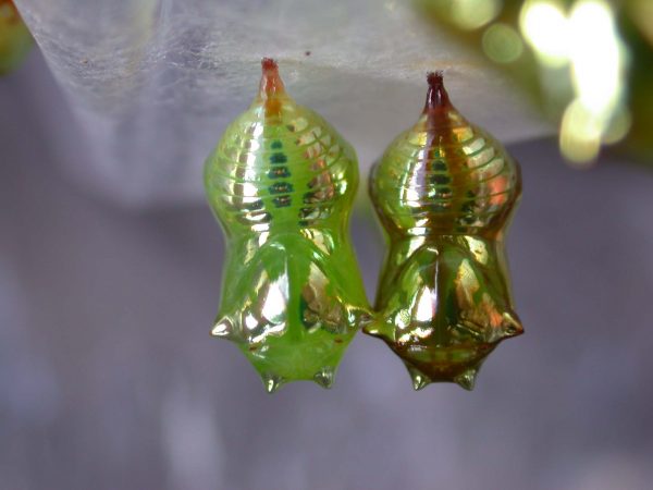 Pteronymia oneida pupa, KRW-90