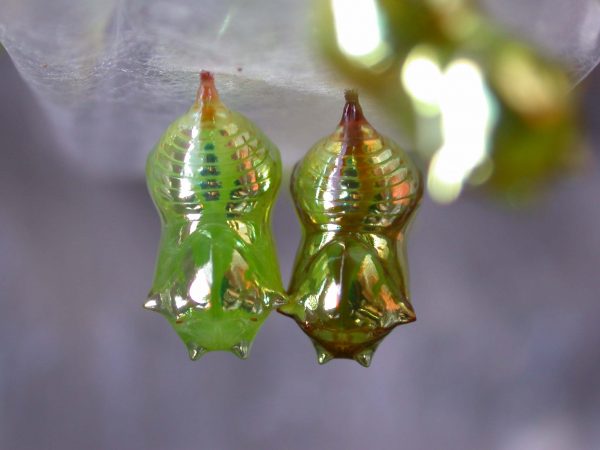 Pteronymia oneida pupa, KRW-90