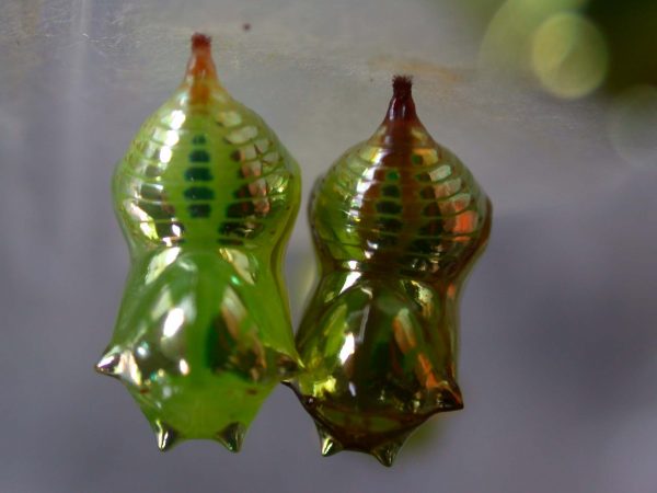 Pteronymia oneida pupa, KRW-90