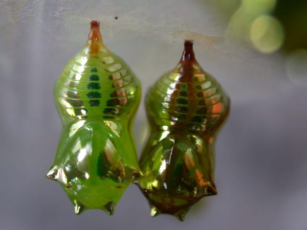 Pteronymia oneida pupa, KRW-90