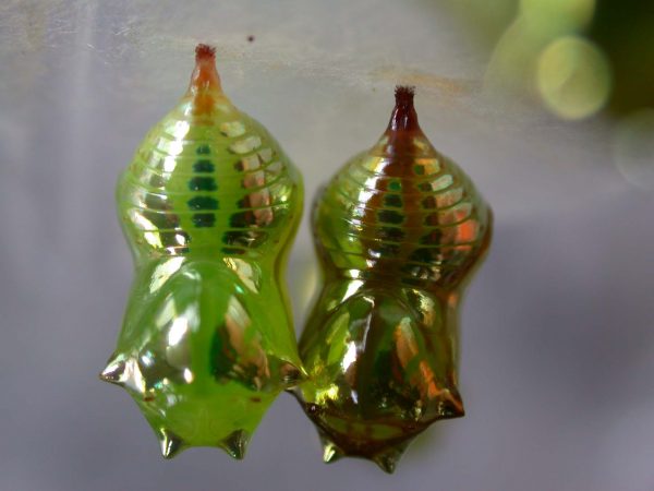 Pteronymia oneida pupa, KRW-90