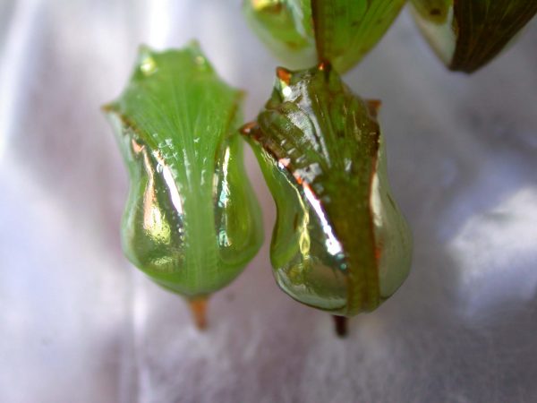 Pteronymia oneida pupa, KRW-90