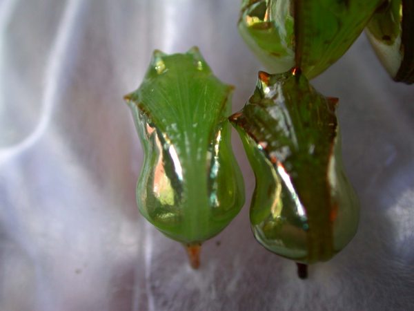 Pteronymia oneida pupa, KRW-90