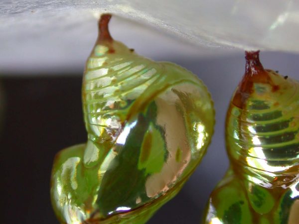 Pteronymia oneida pupa, KRW-90