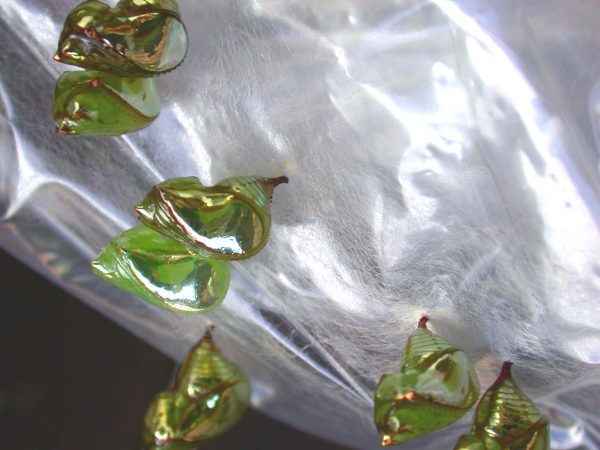 Pteronymia oneida pupa, KRW-90