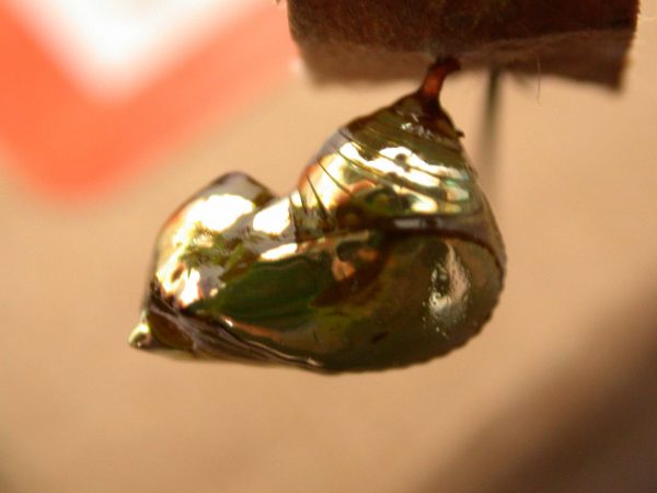 Pteronymia oneida pupa, KRW-91