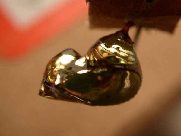 Pteronymia oneida pupa, KRW-91